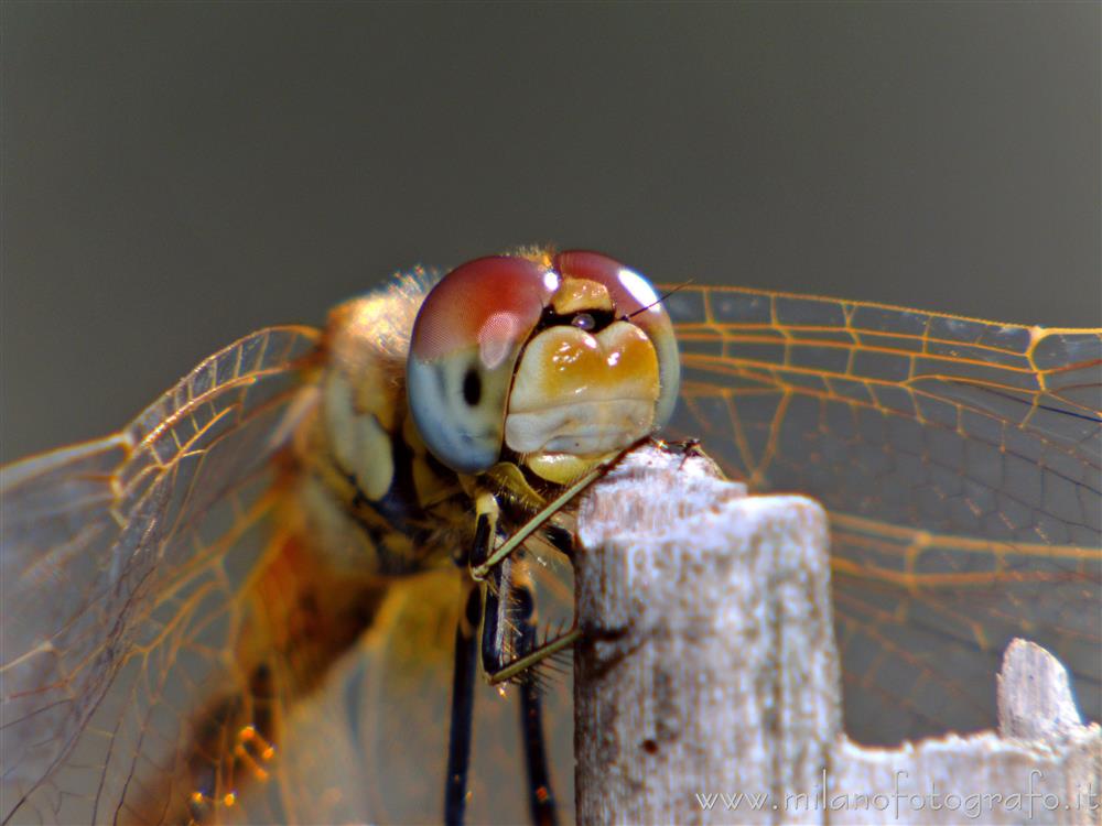 Valmosca fraction of Campiglia Cervo (Biella, Italy) - Probably female of Sympetrum fonscolombii